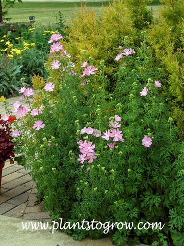 Hollyhock Mallow. (Malva alcea)